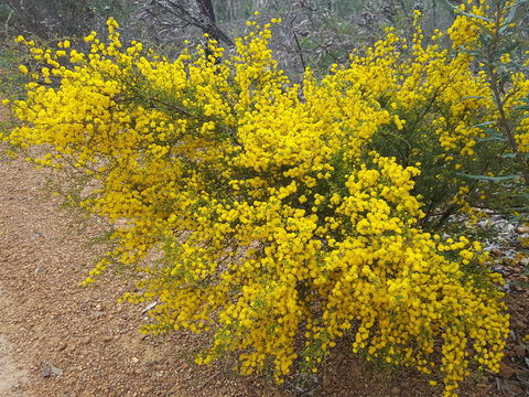 Dawn Atwell Nature Reserve - Accommodation Fremantle 2