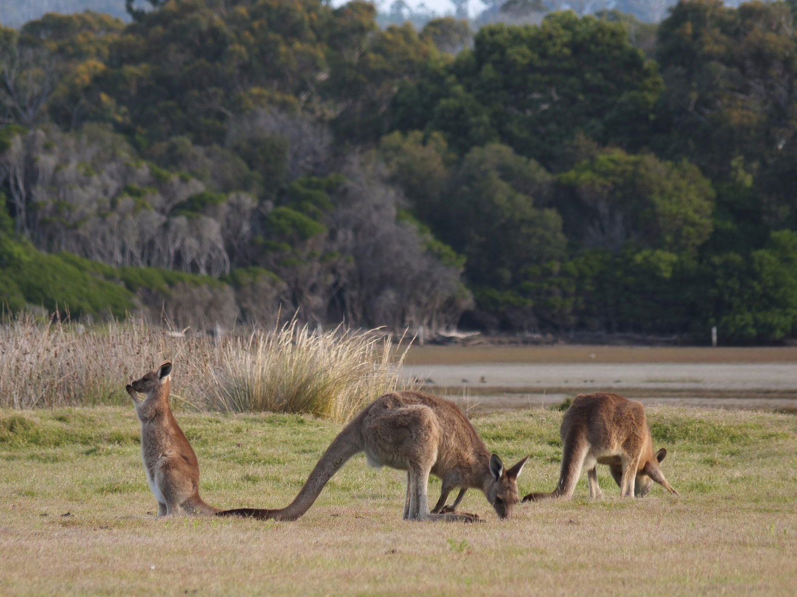 Bakers Beach TAS Accommodation Fremantle