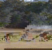 Great Nature Trail - Accommodation Fremantle
