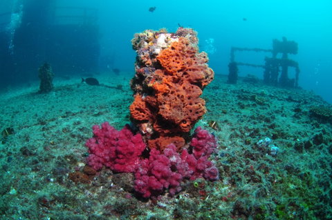 HMAS Brisbane Dive Site - Accommodation Fremantle 0