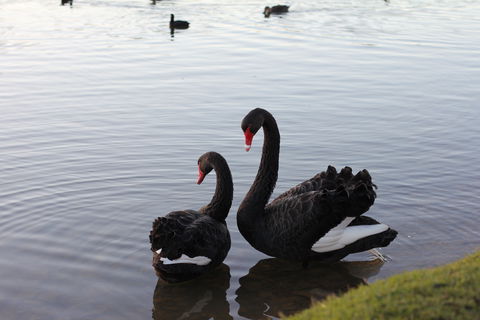 Lake Weeroona - Accommodation Fremantle 1