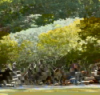 Lone Pine Koala Sanctuary - Accommodation Fremantle