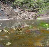 Mount Boss State Forest - Accommodation Fremantle