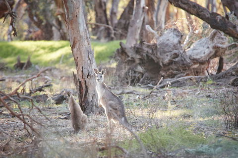 Nyah Vinifera Park - Accommodation Fremantle 0