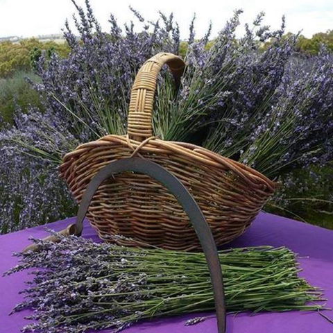 Rustique Lavender Farm - Accommodation Fremantle 0