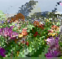 Smokin Heights Iris Display Garden - Accommodation Fremantle