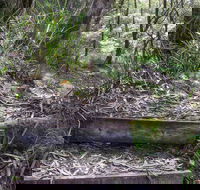 Tea Tree Falls Walking Track - Accommodation Fremantle