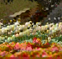 Tulip Top Gardens - Accommodation Fremantle