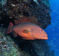 Anchor Bommie Dive Site - Accommodation Fremantle