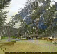 Chaelundi National Park - Accommodation Fremantle