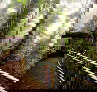 Dorrigo National Park - Accommodation Fremantle