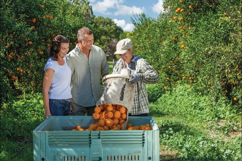 Gayndah's Big Orange - Accommodation Fremantle 1
