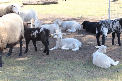 Haigslea EWE Nique Hobby Farm - Accommodation Fremantle 1