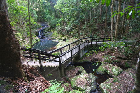 Kondalilla Falls Circuit, Kondalilla National Park - Accommodation Fremantle 2