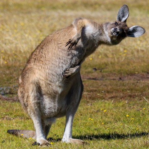 Narawntapu National Park - Accommodation Fremantle 0