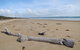 Narawntapu National Park - thumb 2