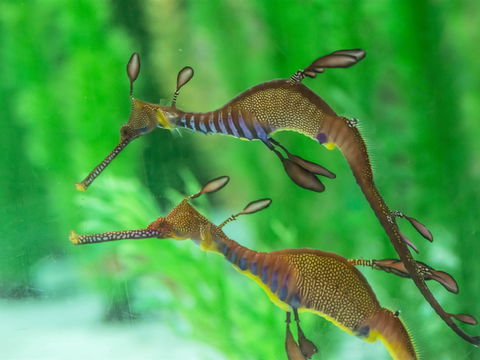 Seahorse World - Accommodation Fremantle 1