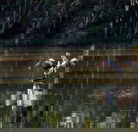 Seaham Swamp Nature Reserve - Accommodation Fremantle