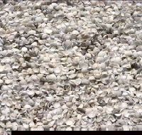 Shell Beach - Accommodation Fremantle