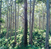 Southern Forests - Accommodation Fremantle