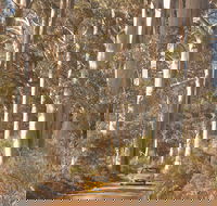 The Great Forest Trees Drive - Accommodation Fremantle