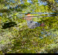 TreeTop Crazy Rider - Accommodation Fremantle