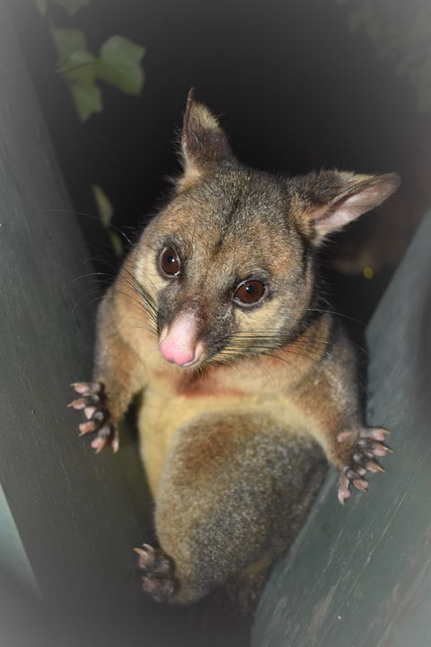 Umpherston Possum Tours - Accommodation Fremantle 1