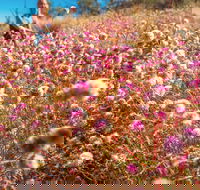 Wineries and Wildflowers - Accommodation Fremantle