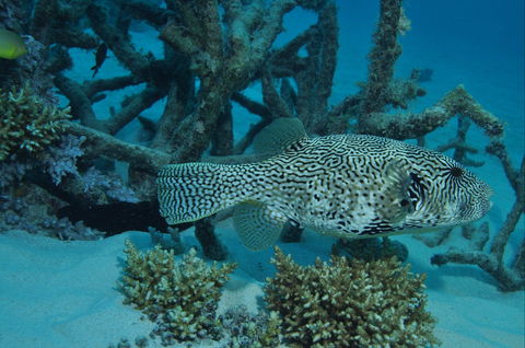 Beaver Reef Dive Site - Accommodation Fremantle 1