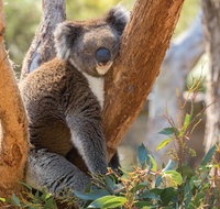 Cleland Wildlife Park