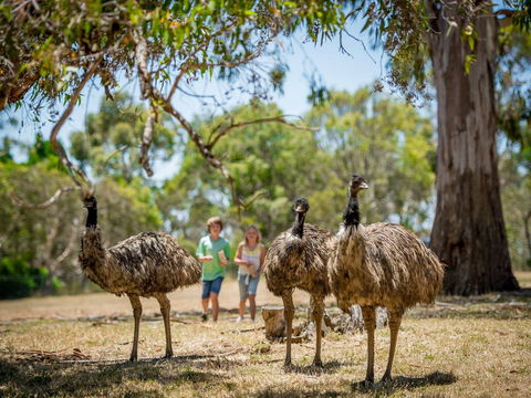 Cleland Wildlife Park - Accommodation Fremantle 2