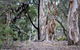 Currawong Bush Park - thumb 1