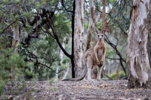 Currawong Bush Park - Accommodation Fremantle 1
