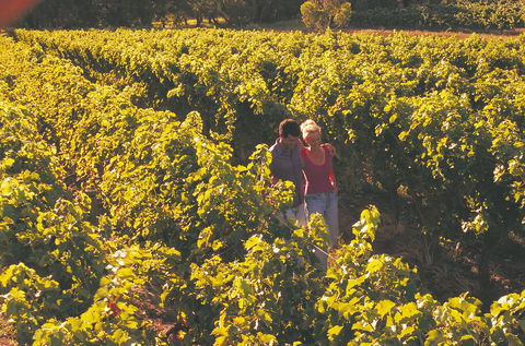 Margaret River Certified Organic And Biodynamic Wine Trail - Accommodation Fremantle 2