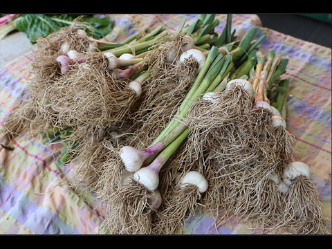 Queanbeyan Park Market - Accommodation Fremantle 0