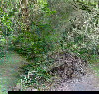 Rainforest Walking Track Roberston Nature Reserve - Accommodation Fremantle
