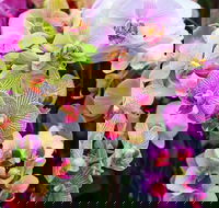 Tinonee Orchid Nursery - Accommodation Fremantle
