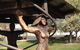 Walcha Open Air Gallery - thumb 0