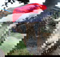 Bream Creek Farmers Market - Accommodation Fremantle