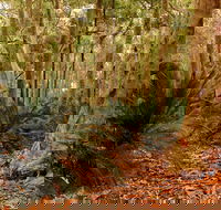 Burrawang Walking Track - Accommodation Fremantle