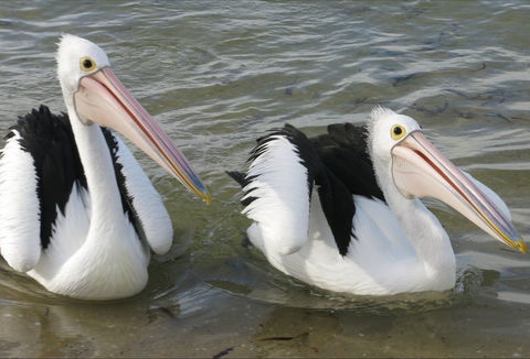 Chinaman Wells - Accommodation Fremantle 0