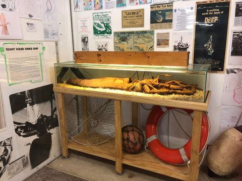 George The Giant Squid Display, Wallaroo - Accommodation Fremantle 0