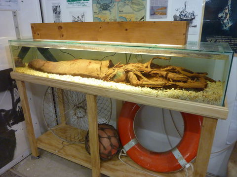 George The Giant Squid Display, Wallaroo - Accommodation Fremantle 1