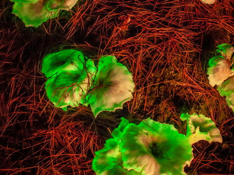 Ghost Mushroom Lane - Accommodation Fremantle 0