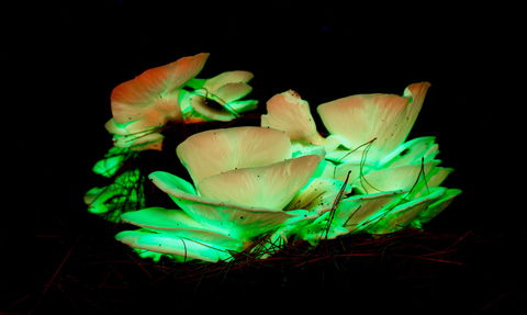 Ghost Mushroom Lane - Accommodation Fremantle 1