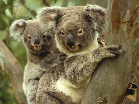 Koalas In Gunnedah - Accommodation Fremantle 0