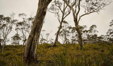 Mountaineer-Glowang Trail - Accommodation Fremantle 0