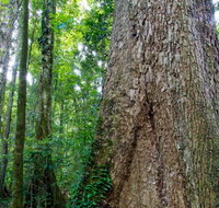 Murray Scrub walking track - Accommodation Fremantle