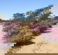 Reynoldson's Flora Reserve - Accommodation Fremantle