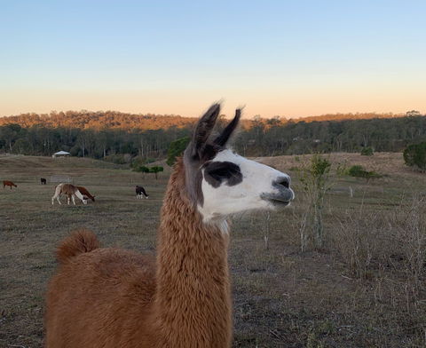 The Llama Farm - Accommodation Fremantle 0